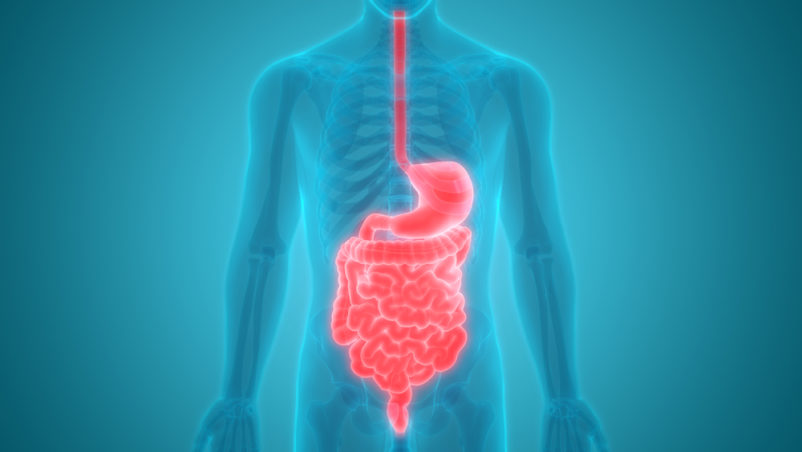 anatomie du système digestif