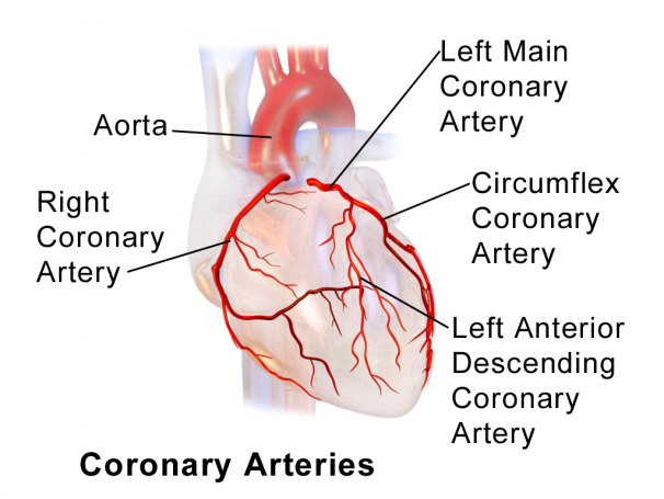l'artère coronaire est