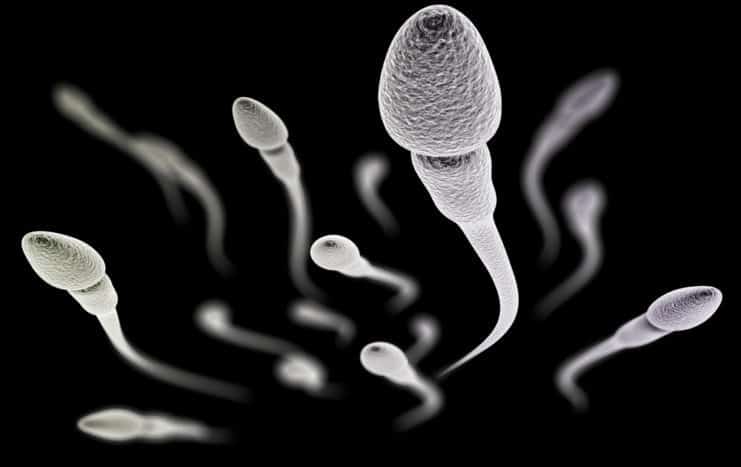 qualité du sperme