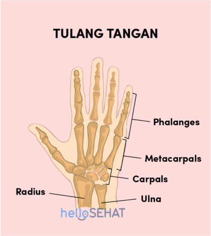 os de la main image de la main