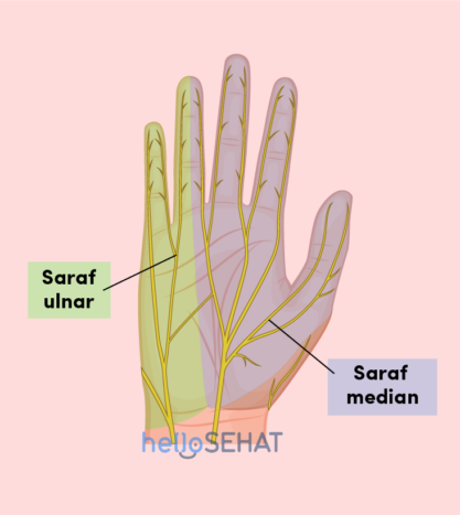 image de la main - nerf cubital médian