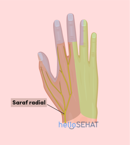 image de la main - nerf radial