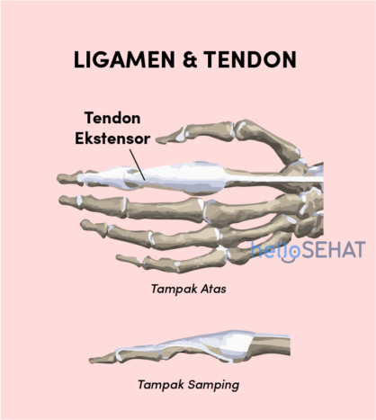 dessin à la main du tendon du ligament
