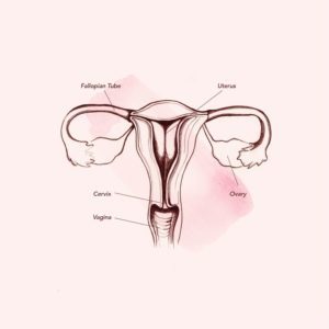 Anatomie dans le vagin (source: Teen Vogue)